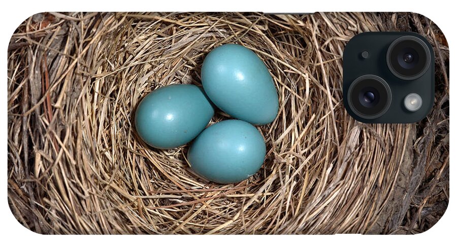 American Robin iPhone Case featuring the Robins Nest With Eggs #4 by Ted Kinsman