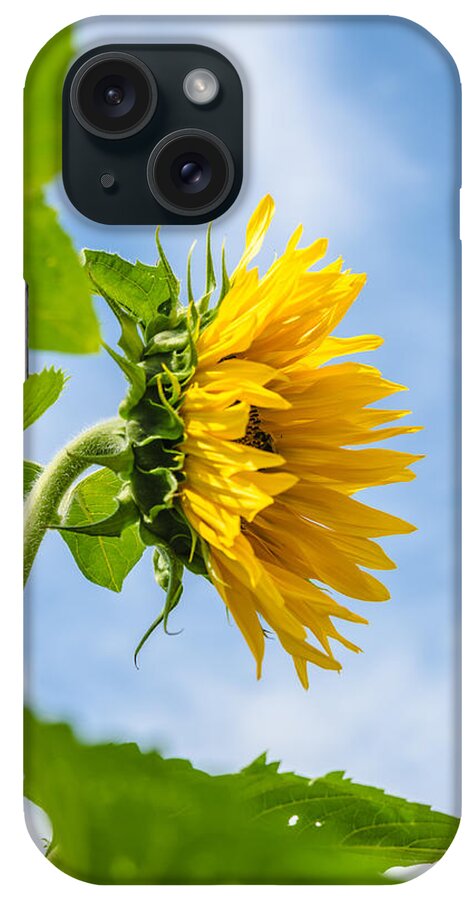 Orange iPhone Case featuring the photograph Sunflower #4 by Michael Goyberg