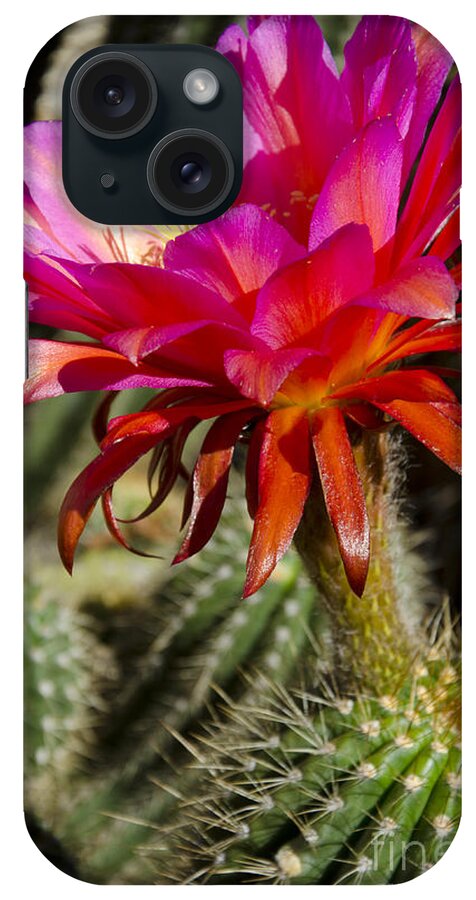 Red iPhone Case featuring the photograph Dark pink cactus flower #5 by Jim And Emily Bush