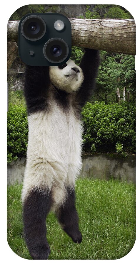 Mp iPhone Case featuring the photograph Giant Panda Ailuropoda Melanoleuca #5 by Katherine Feng