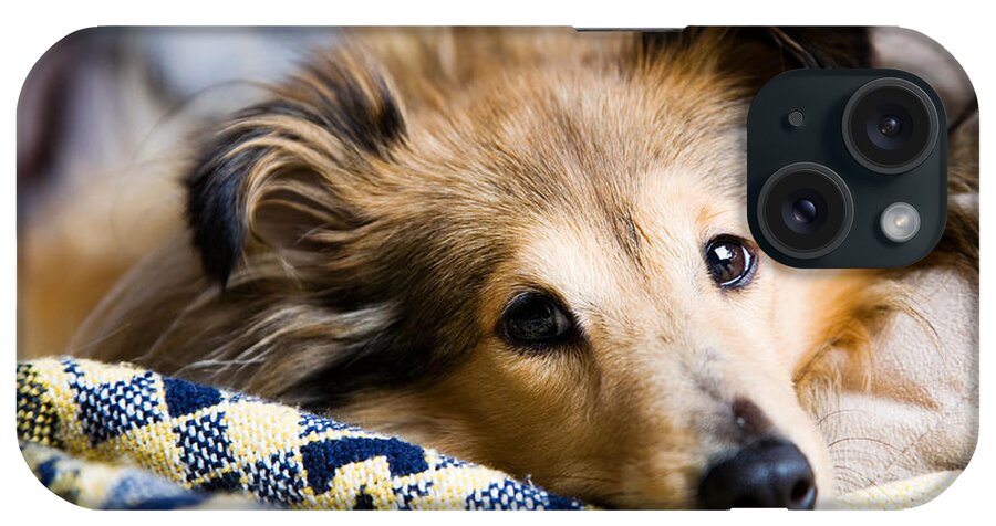 Adorable iPhone Case featuring the photograph Sheltie #5 by Kati Finell
