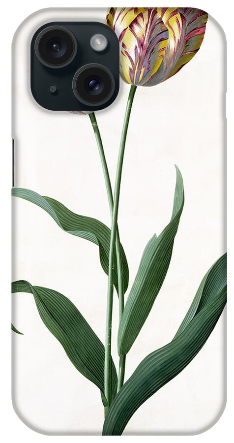 Flower; Flowers; Botanical iPhone Case featuring the painting 5 Tulip Tulip by Georg Dionysius Ehret