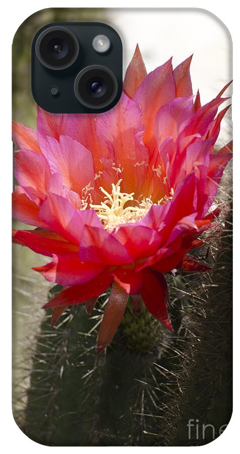Cactus iPhone Case featuring the photograph Red cactus flower #6 by Jim And Emily Bush