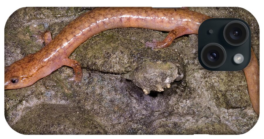 Gyrinophilus Subterraneus iPhone Case featuring the photograph West Virginia Spring Salamander #7 by Dante Fenolio