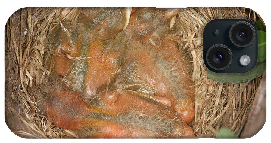 Robin iPhone Case featuring the photograph Newborn Robin Nestlings #8 by Ted Kinsman
