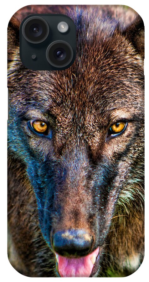Wolf iPhone Case featuring the photograph A Wolf Named Dharma by Scott Wood