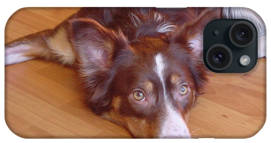 Border Collie iPhone Case featuring the photograph Abbey Feeling Down by Charles and Melisa Morrison