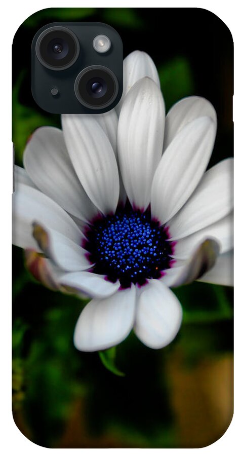 Flower iPhone Case featuring the photograph African Daisy by Lynne Jenkins