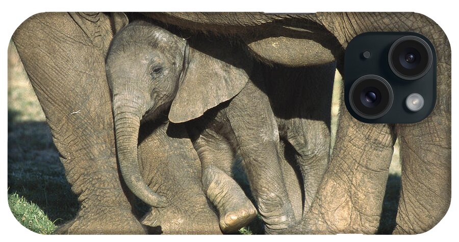 Affection iPhone Case featuring the photograph African Elephant Loxodonta Africana by San Diego Zoo