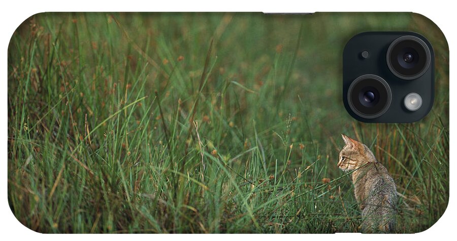 Mp iPhone Case featuring the photograph African Wild Cat Felis Lybica Sitting by Pete Oxford
