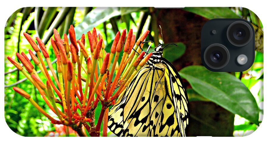 Butterfly iPhone Case featuring the photograph Afternoon Nectar by Jo Sheehan