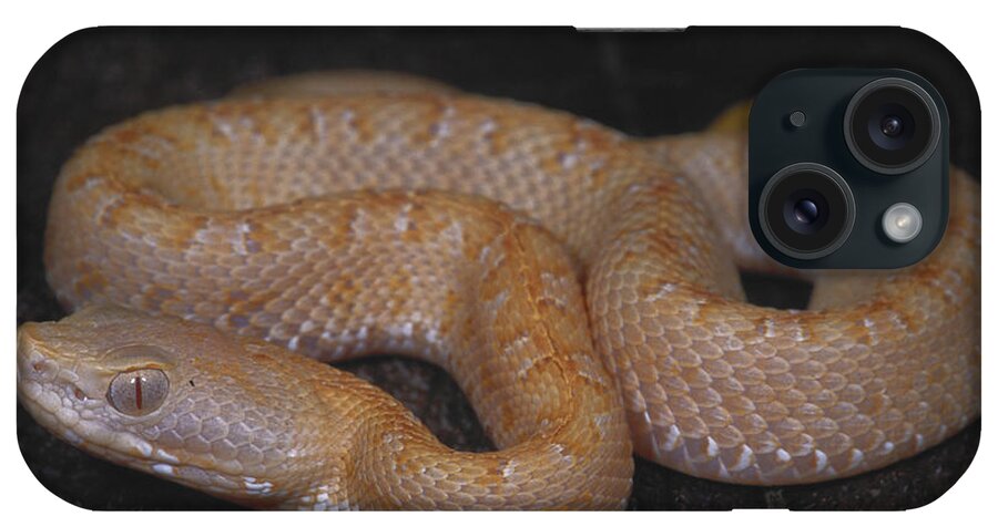 Nature iPhone Case featuring the photograph Albino Slender Hognosed Pitviper by Dante Fenolio