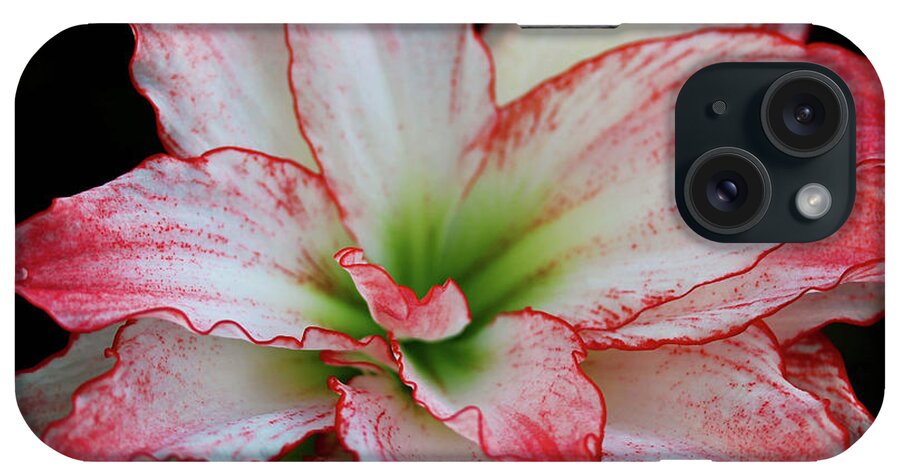 Amaryllis iPhone Case featuring the photograph All Frills and Thrills by Rachel Cohen