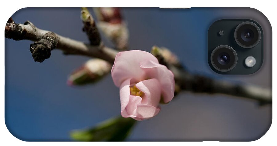 Almond iPhone Case featuring the photograph Almond Blossom by Ralf Kaiser