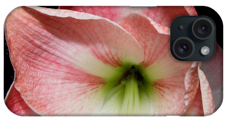 Lily iPhone Case featuring the photograph Amaryllis in bloom by Kim Galluzzo Wozniak