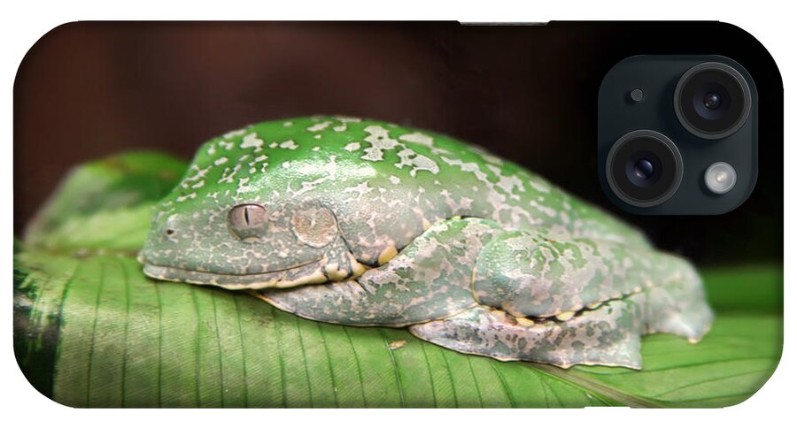 Granger Photography iPhone Case featuring the photograph Amazon Leaf Frog by Brad Granger