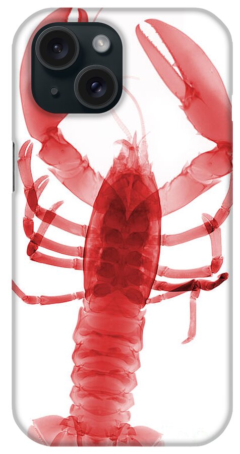 Xray iPhone Case featuring the photograph American Lobster by Ted Kinsman