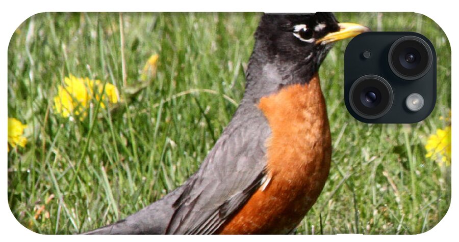 Robin iPhone Case featuring the photograph American Robin by Mark J Seefeldt