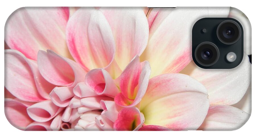 Dahlia iPhone Case featuring the photograph An Angled Beauty by Kim Galluzzo