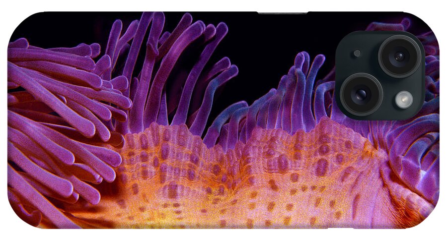 Waving Anemone iPhone Case featuring the photograph Waving Anemone by Jean Noren