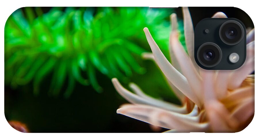 Sea iPhone Case featuring the photograph Anemone by Joseph Bowman