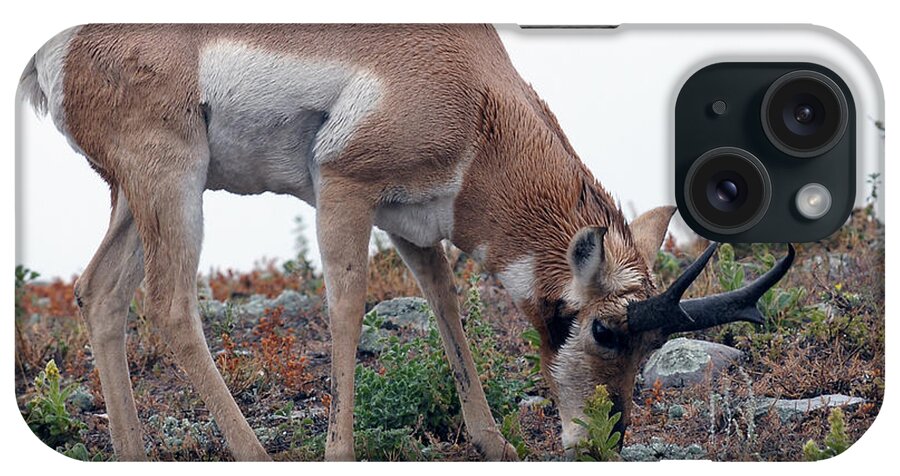 Pronghorn Antelope iPhone Case featuring the photograph Antelope Grazing by Art Whitton