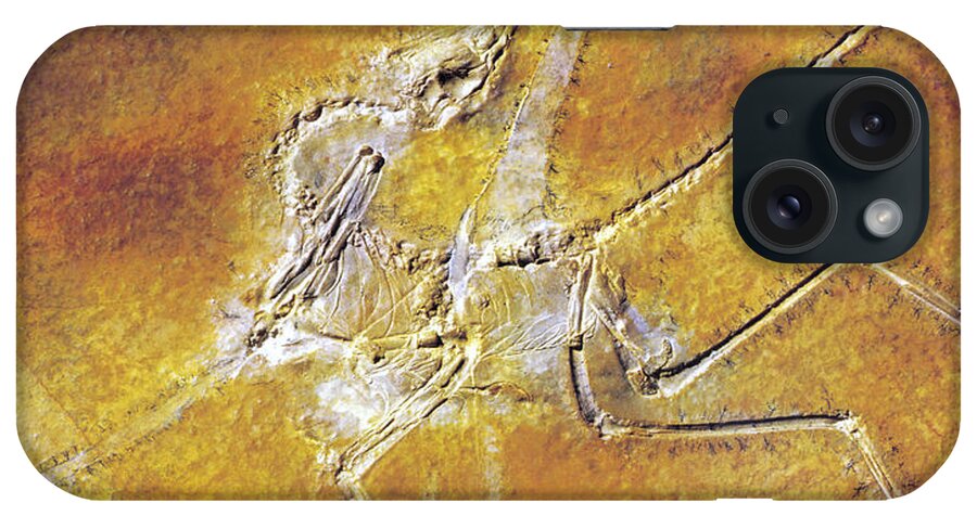 Fossil iPhone Case featuring the photograph Archaeopteryx Lithographica by Photo Researchers