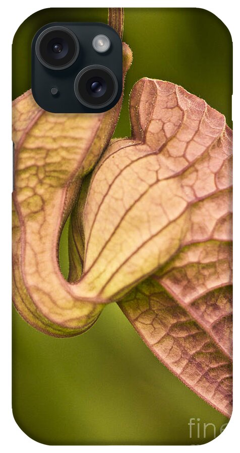 Nature iPhone Case featuring the photograph Aristolochia grandiflora II by Heiko Koehrer-Wagner