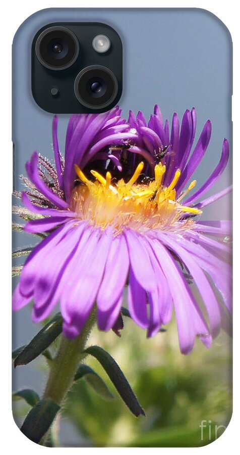 Aster iPhone Case featuring the photograph Asters Starting to Bloom by Robert E Alter Reflections of Infinity