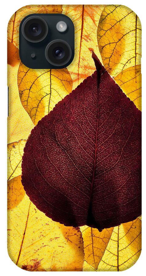 Autumn iPhone Case featuring the photograph Autumn Leaves by Bob Decker