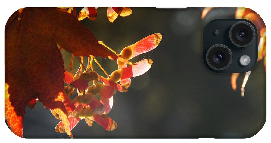 Autumn iPhone Case featuring the photograph Autumn Maple by Mick Anderson