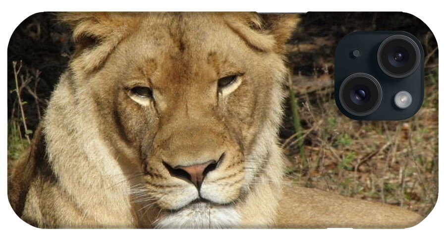 Lioness iPhone Case featuring the photograph Aww Tilt by Kim Galluzzo