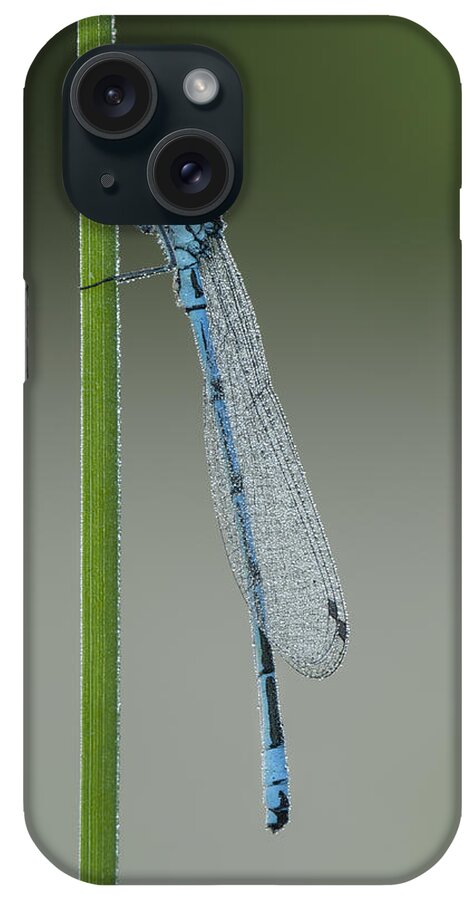 Azure iPhone Case featuring the photograph Azure Damselfly by Andy Astbury
