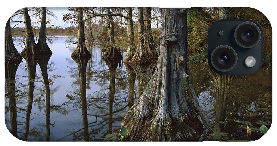 00174916 iPhone Case featuring the photograph Bald Cypress At Upper Blue Basin This by Tim Fitzharris