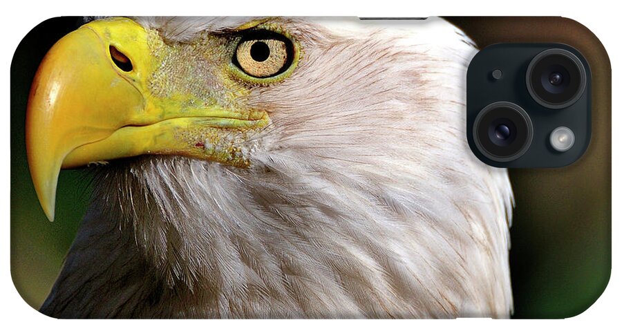Bald iPhone Case featuring the photograph Bald Eagle Close up by Bill Dodsworth