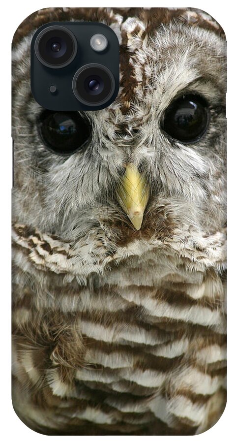 Barred Owl iPhone Case featuring the photograph Barred Owl by Cindy Haggerty