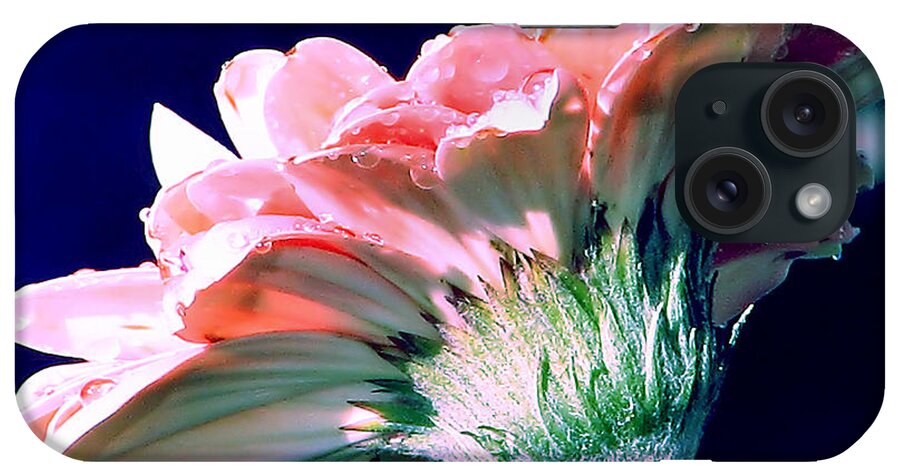 Gerbera Daisy iPhone Case featuring the photograph Bathing In Moonlight by Rory Siegel