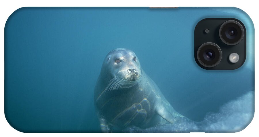 00123513 iPhone Case featuring the photograph Bearded Seal Underwater Norway by Flip Nicklin