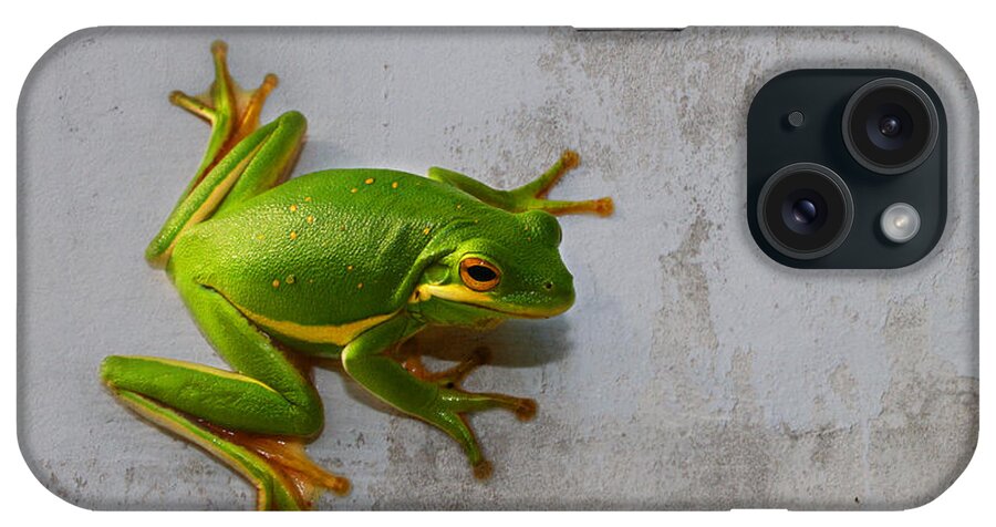 Hyla Cinerea iPhone Case featuring the photograph Beautiful American Green Tree Frog on Grunge Background by Kathy Clark