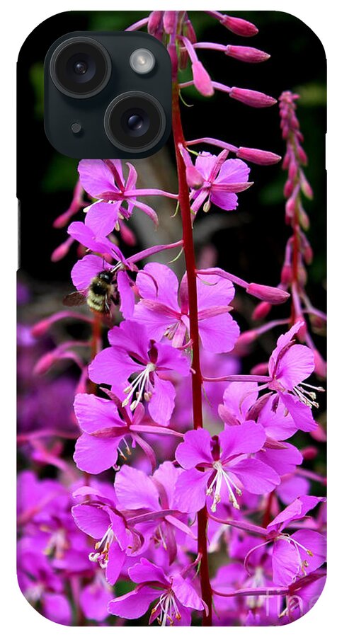 Fireweed iPhone Case featuring the photograph Bee on Fireweed in Alaska by Kathy White