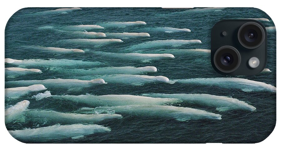 00100959 iPhone Case featuring the photograph Beluga Pod Swimming And Molting by Flip Nicklin