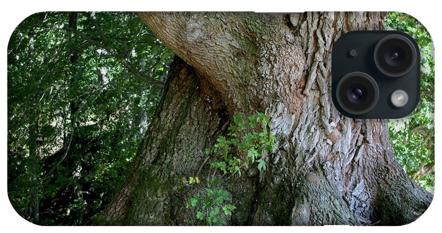 Tree iPhone Case featuring the photograph Big Fat Tree Trunk by Lorraine Devon Wilke