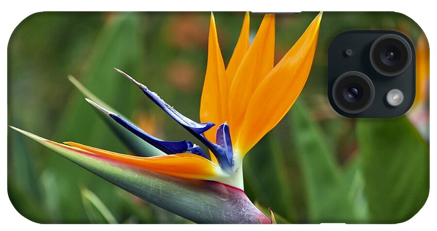 Flower iPhone Case featuring the photograph Bird of Paradise by Teresa Zieba