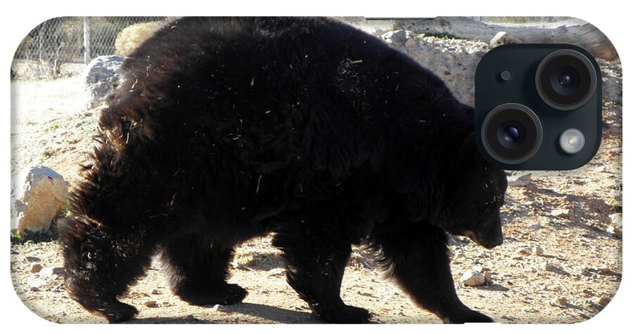 Black iPhone Case featuring the photograph Black Bear by Kim Galluzzo