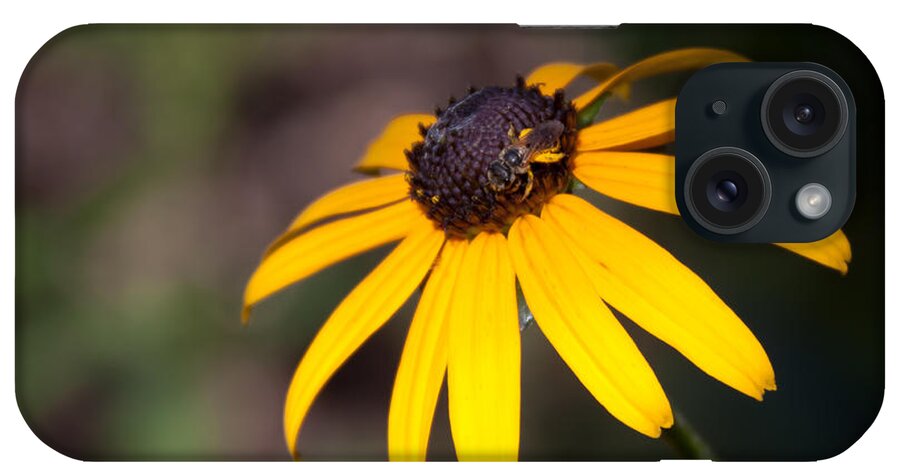 Flora iPhone Case featuring the photograph Black Eyed Susan with Young Bee by Lynne Jenkins