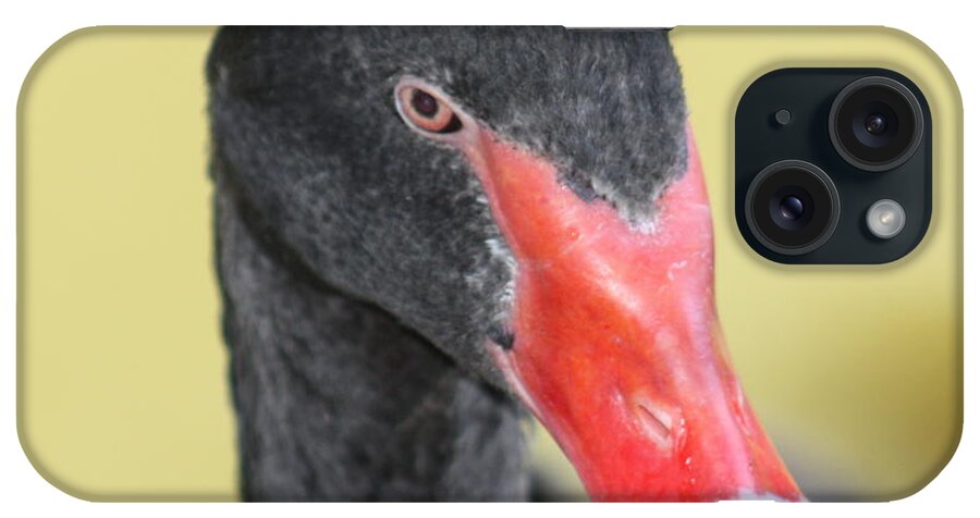 Black iPhone Case featuring the photograph Black Swan by Kim Galluzzo Wozniak