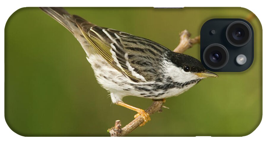 Mp iPhone Case featuring the photograph Blackpoll Warbler Dendroica Striata by Tom Vezo