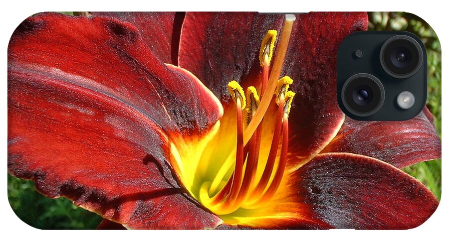 Lilly iPhone Case featuring the photograph Bleeding Beauty by Mark Robbins