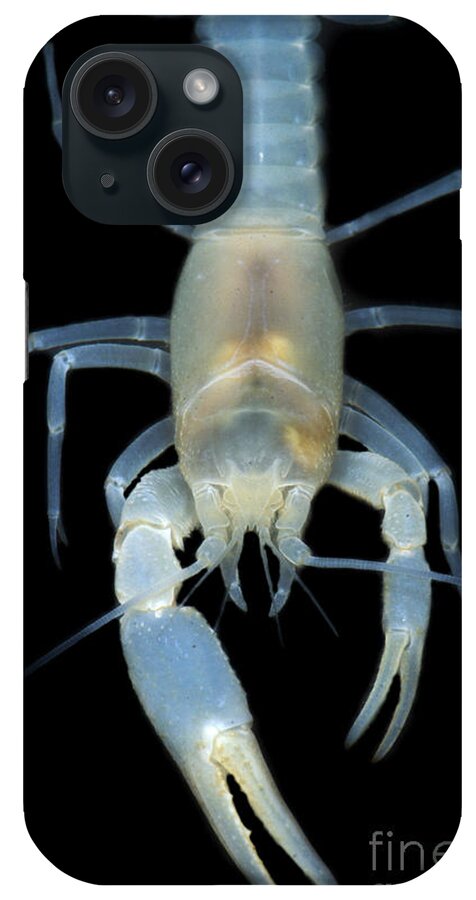 Blind Groundwater Crayfish iPhone Case featuring the photograph Blind Groundwater Crayfish by Dante Fenolio