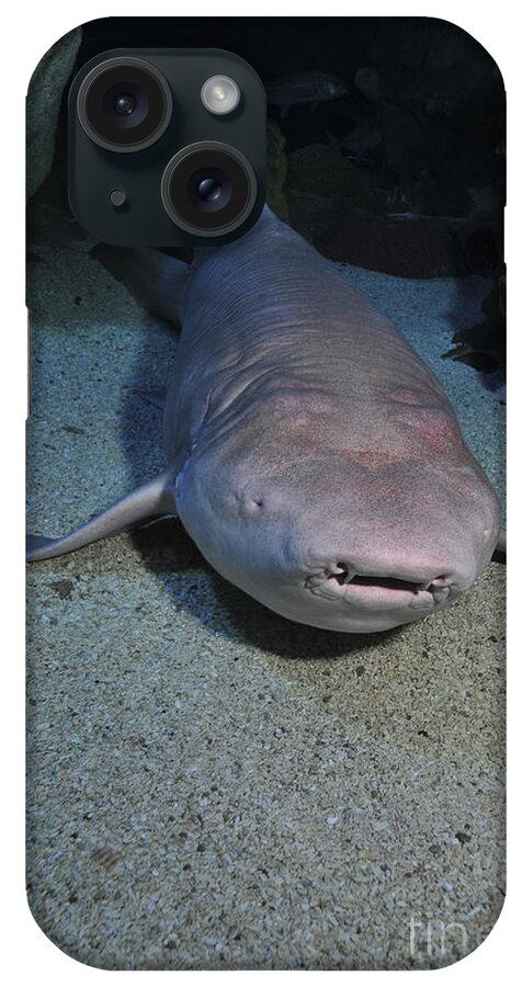China iPhone Case featuring the photograph Blind Shark, Blue Zoo Aquarium by Mathieu Meur